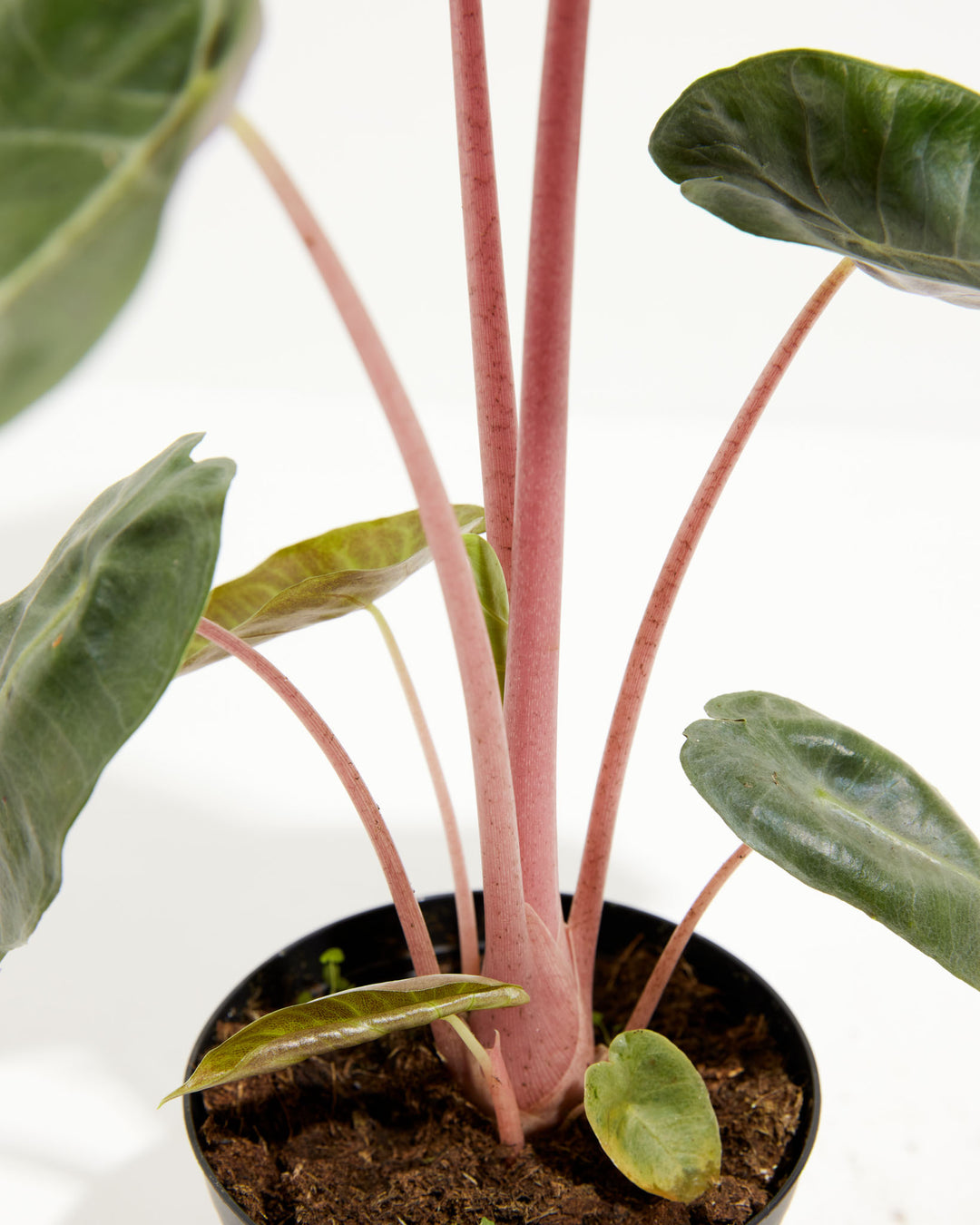 Pink Dragon Alocasia, Lively Root, Plant, , , , 