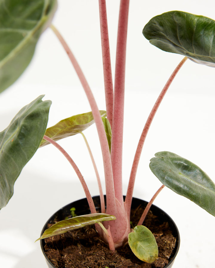 Pink Dragon Alocasia, Lively Root, Plant, , , , 