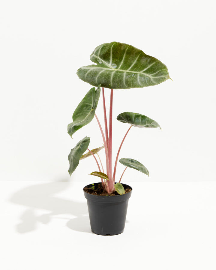 Pink Dragon Alocasia, Lively Root, Plant, Size, Small, , 