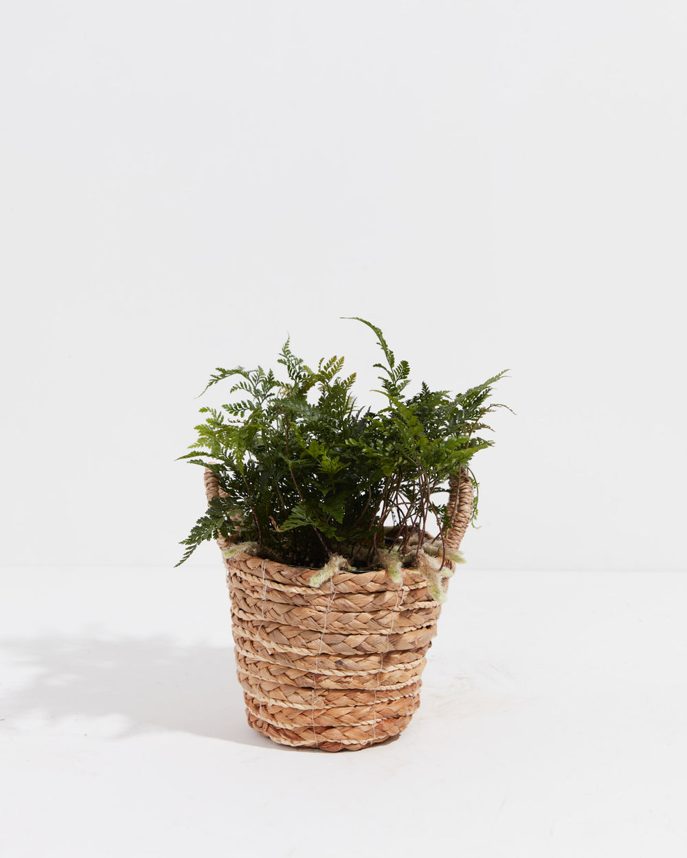 Black Rabbit Foot Fern, Lively Root, Plant, , , , 