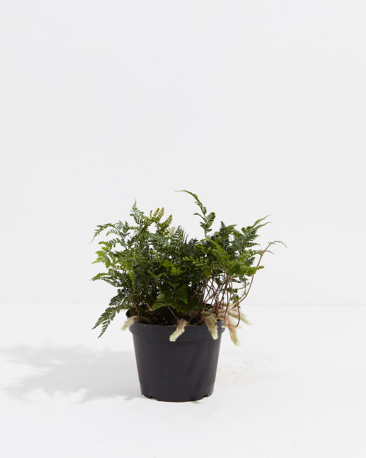 Black Rabbit Foot Fern, Lively Root, Plant, Size, Medium, , 