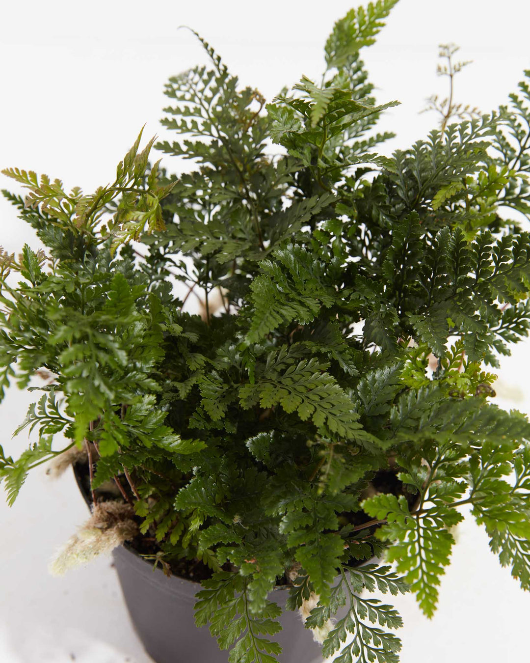 Black Rabbit Foot Fern, Lively Root, Plant, , , , 