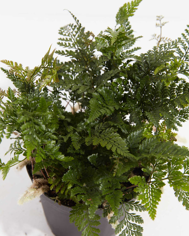 Black Rabbit Foot Fern, Lively Root, Plant, , , , 