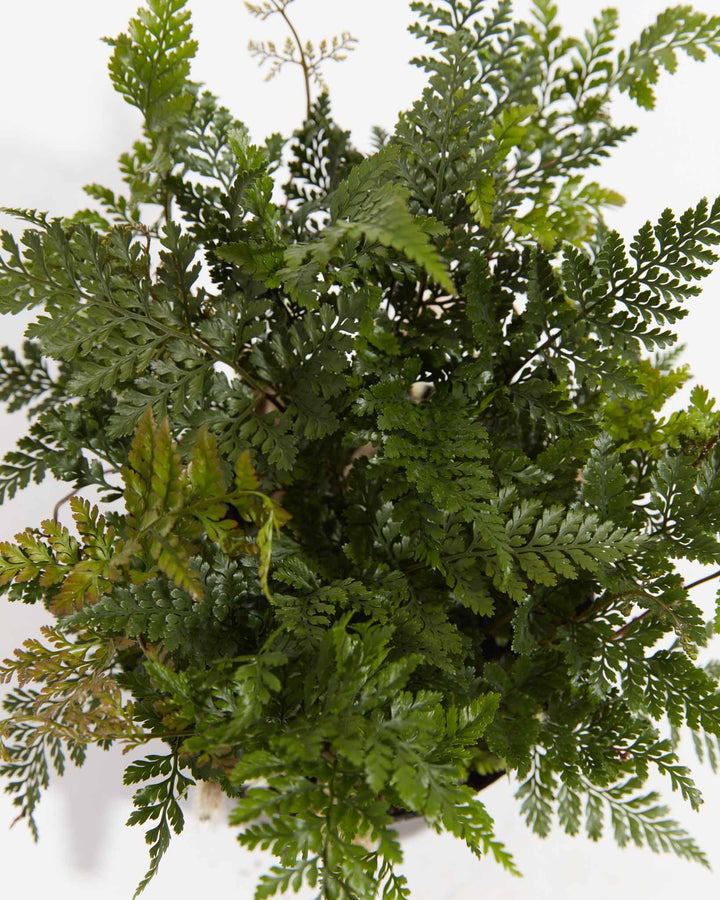 Black Rabbit Foot Fern, Lively Root, Plant, , , , 