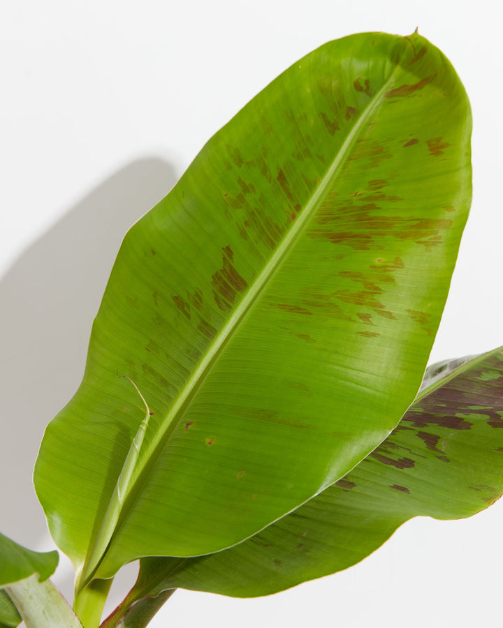 Musa Dwarf Cavendish Banana Tree, Lively Root, Plant, , , , 