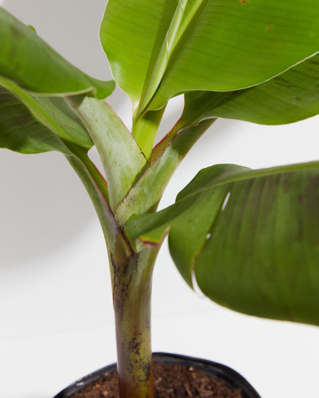 Musa Dwarf Cavendish Banana Tree, Lively Root, Plant, , , , 