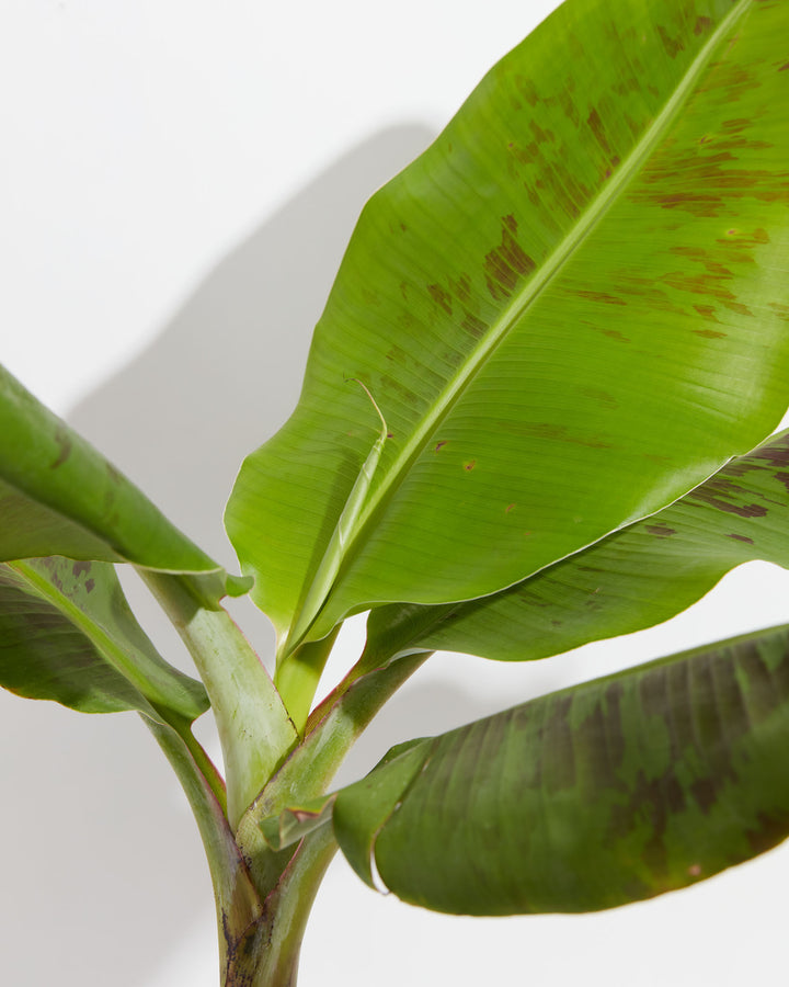 Musa Dwarf Cavendish Banana Tree, Lively Root, Plant, , , , 