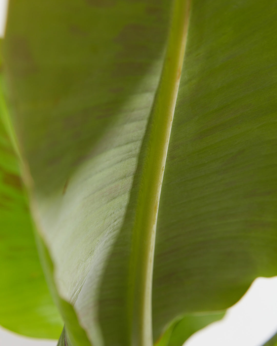 Musa Dwarf Cavendish Banana Tree, Lively Root, Plant, , , , 