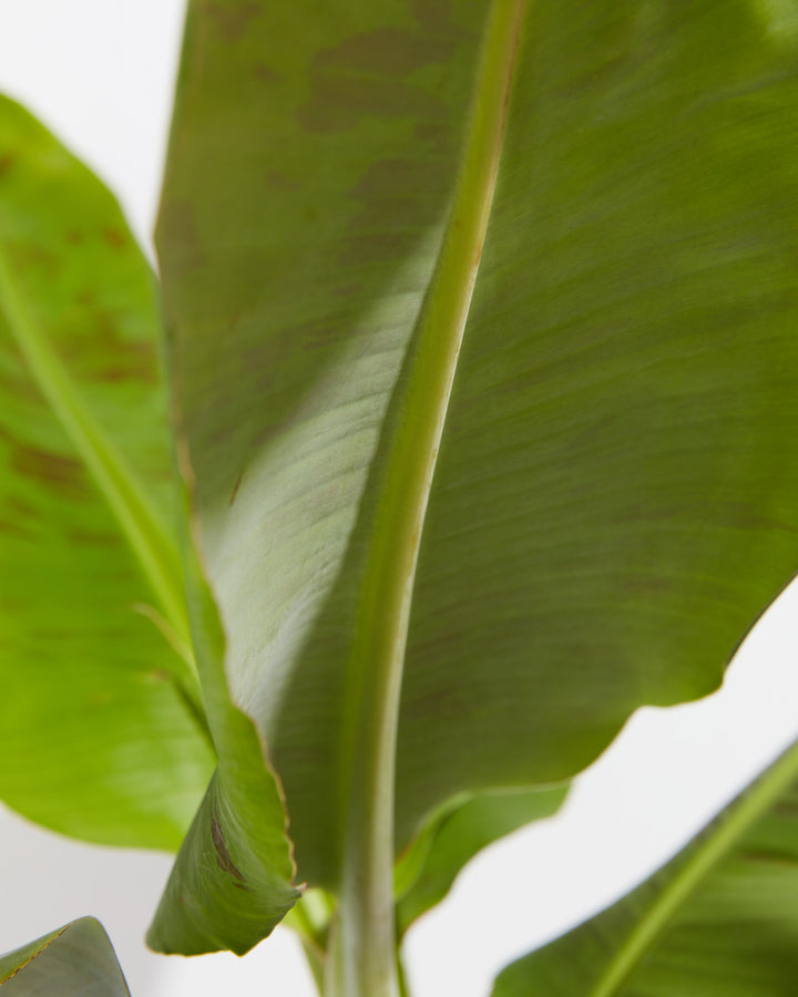 Musa Dwarf Cavendish Banana Tree, Lively Root, Plant, , , , 