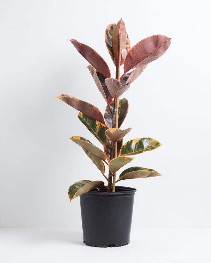 Ruby Rubber Tree Plant featuring a tall, upright central stalk lined with large, thick oval leaves, displaying golden-yellow and dark green variegation near the bottom and a prominent pinkish-red hue on the upper leaves, supported by a vertical bamboo dowel and housed in a black plastic grower pot, centered against a clean white background.