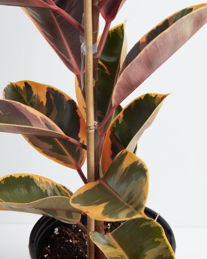 Ruby Rubber Tree Plant featuring a close-up detail view focusing on a cluster of thick, variegated leaves with prominent pinkish-red margins and central veins growing along a central stalk, supported by a wooden dowel, set against a clean white background.