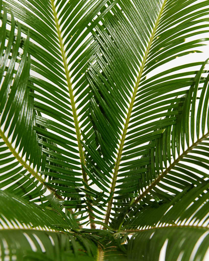 Close-up detail of Sago Palm (Cycas revoluta) feathery dark green pinnate fronds showing glossy leaflets