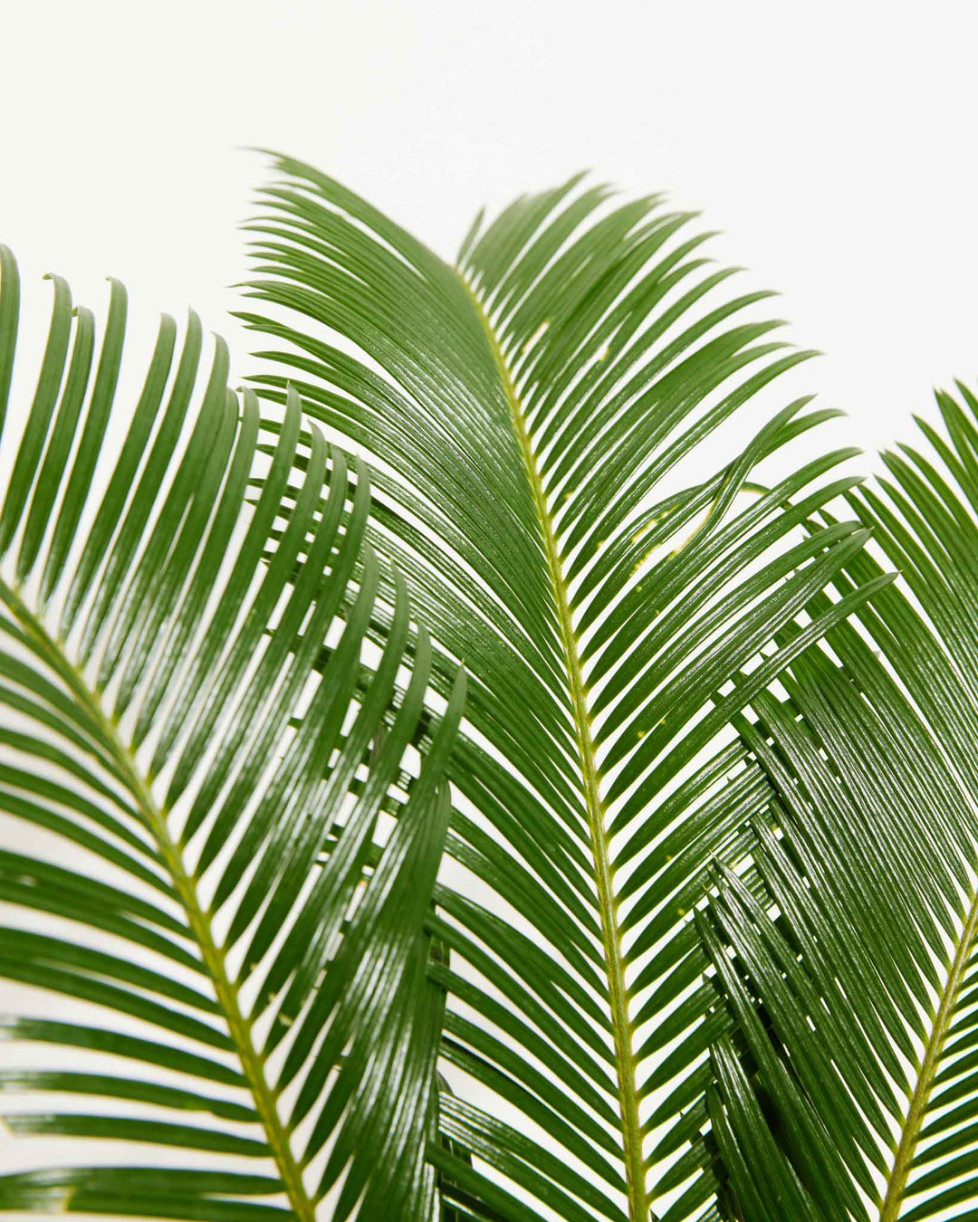 Upward view of Sago Palm arching feathery dark green fronds spreading outward against a light background