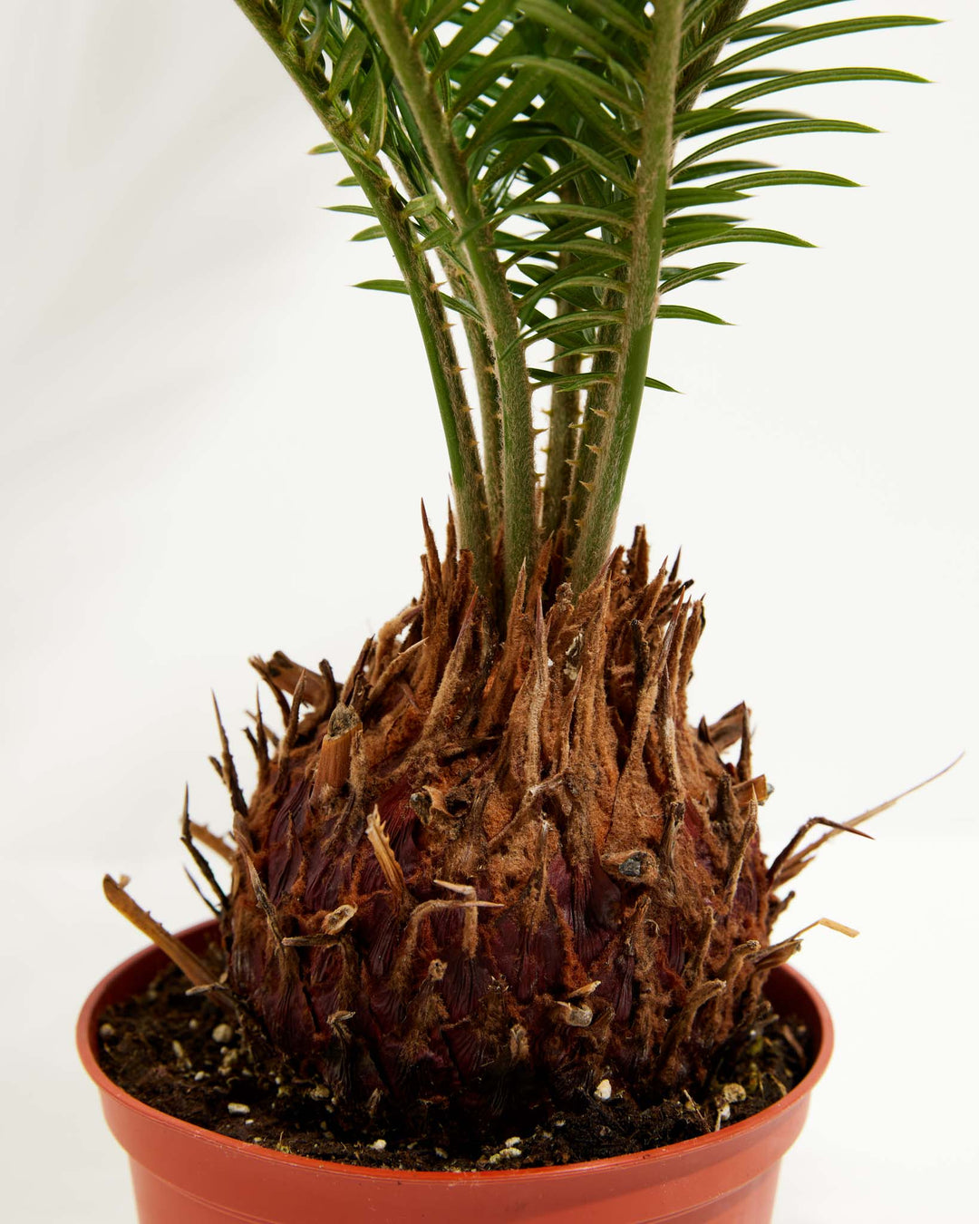 Close-up of Sago Palm distinctive rough fibrous brown caudex trunk base with emerging fronds in terracotta grower pot