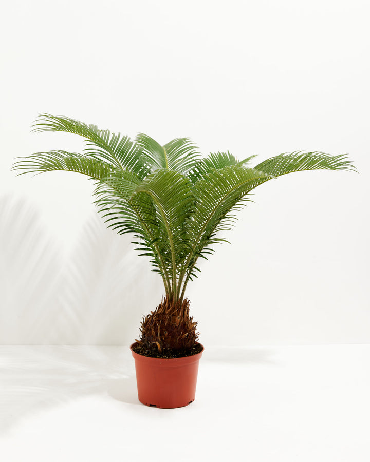 6-inch Sago Palm (Cycas revoluta) with wide-spreading feathery fronds and visible spiky trunk in terracotta grower pot on white background