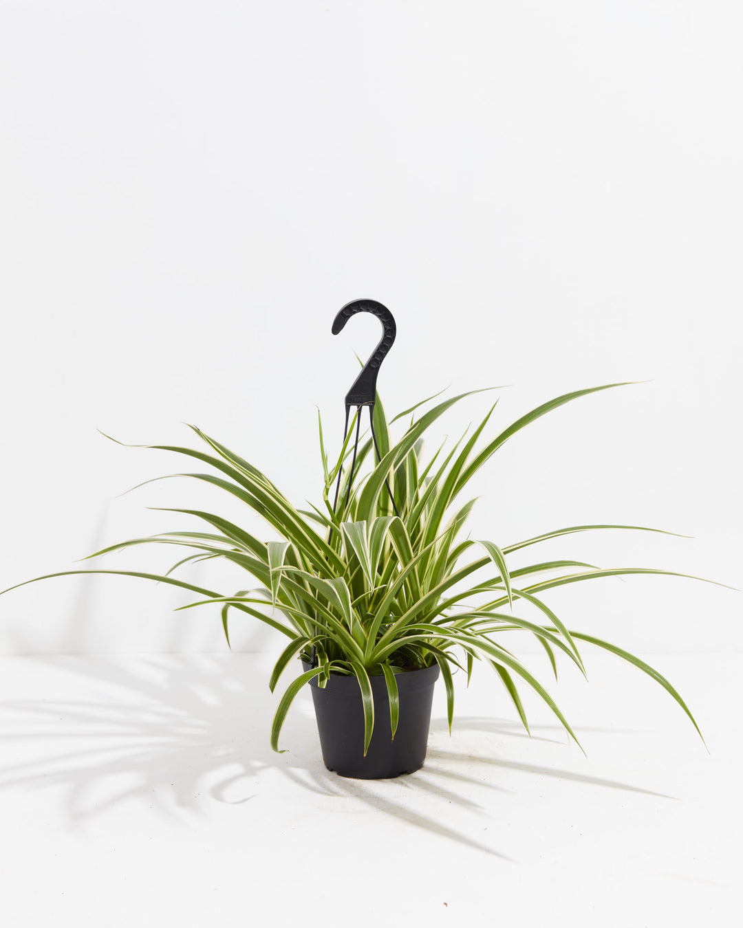 A Spider Plant with long, slender green leaves featuring white variegated margins, housed in a black plastic grower hanging pot with a black plastic hanger against a clean white background.