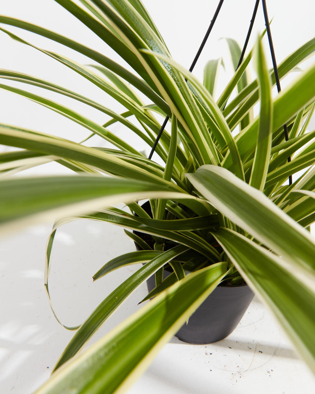 A close-up view of a Spider Plant, showing its long, slender green leaves with prominent cream-colored variegated borders growing from a black pot against a white background.