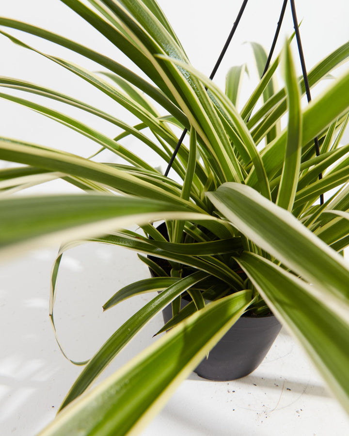 A close-up view of a Spider Plant, showing its long, slender green leaves with prominent cream-colored variegated borders growing from a black pot against a white background.