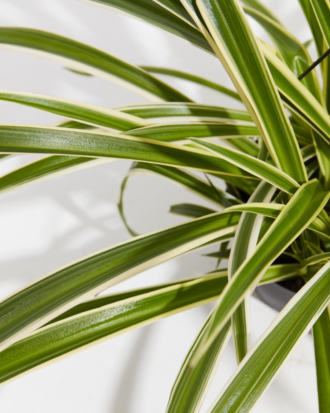 A detailed close-up of the Spider Plant, showcasing its long, arching green leaves with distinct cream-colored variegated borders against a white background.