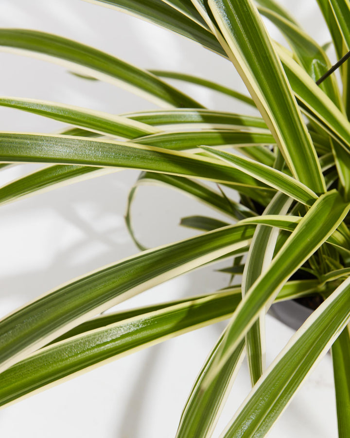A detailed close-up of the Spider Plant, showcasing its long, arching green leaves with distinct cream-colored variegated borders against a white background.