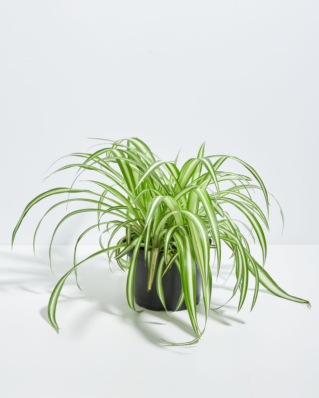 Lush Variegated Spider Plant houseplant with long, arching green and white striped leaves cascading outwards, potted in a plain black plastic grower pot, set against a solid white studio background.