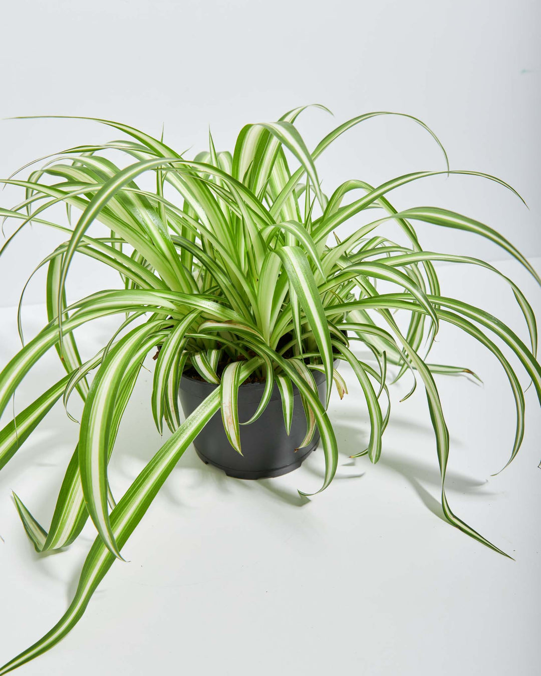 Lush Variegated Spider Plant houseplant with long, arching green and white striped leaves cascading outwards, potted in a plain black plastic grower pot, set against a solid white studio background.