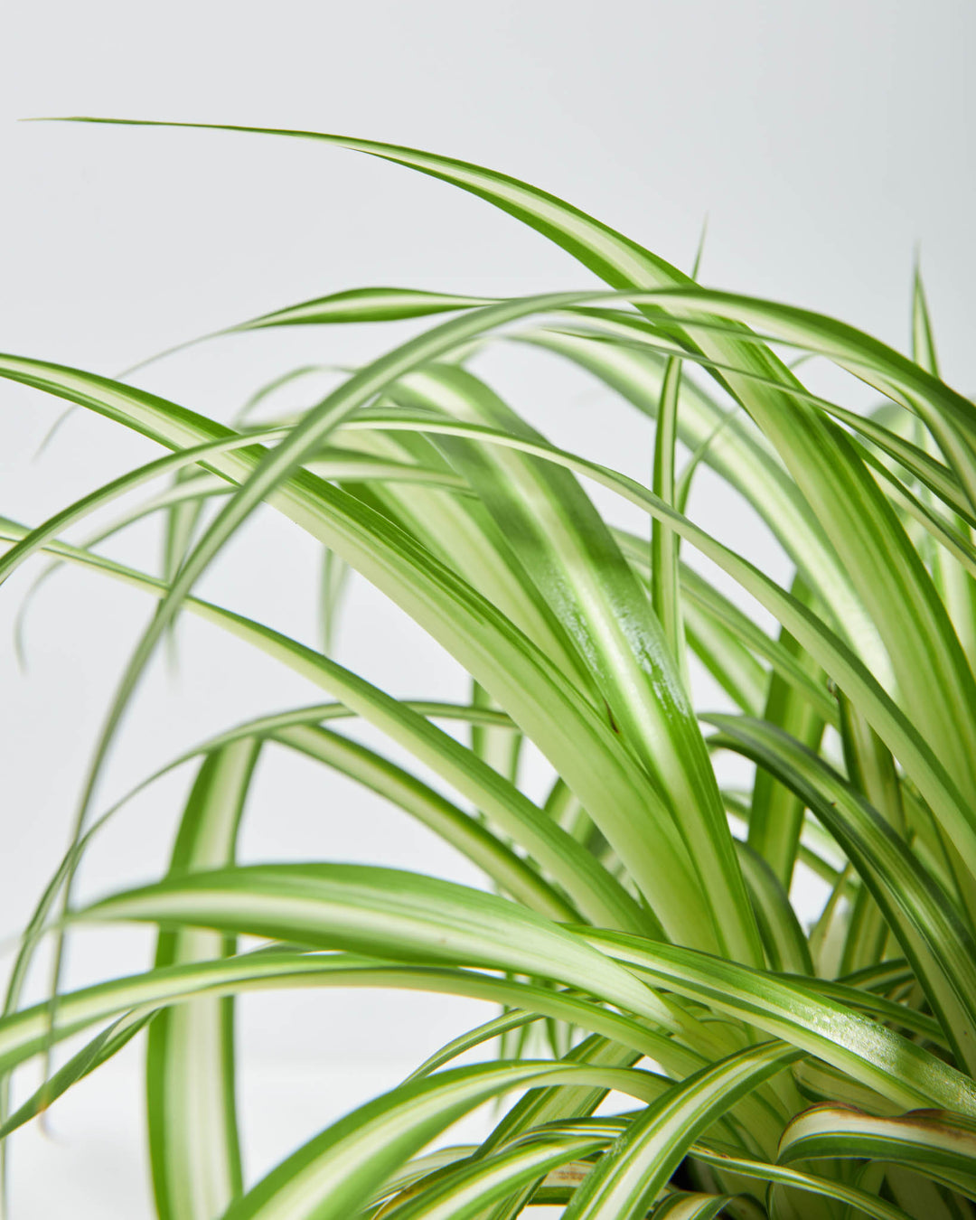 Close-up image of a variegated spider plant with green leaves and white striped patterns.