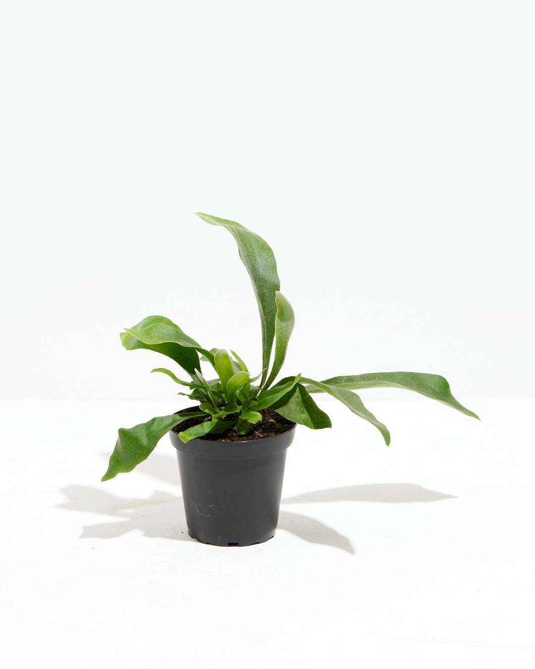 Staghorn Fern in a 4-inch black grower pot with antler-shaped green fronds against a white background