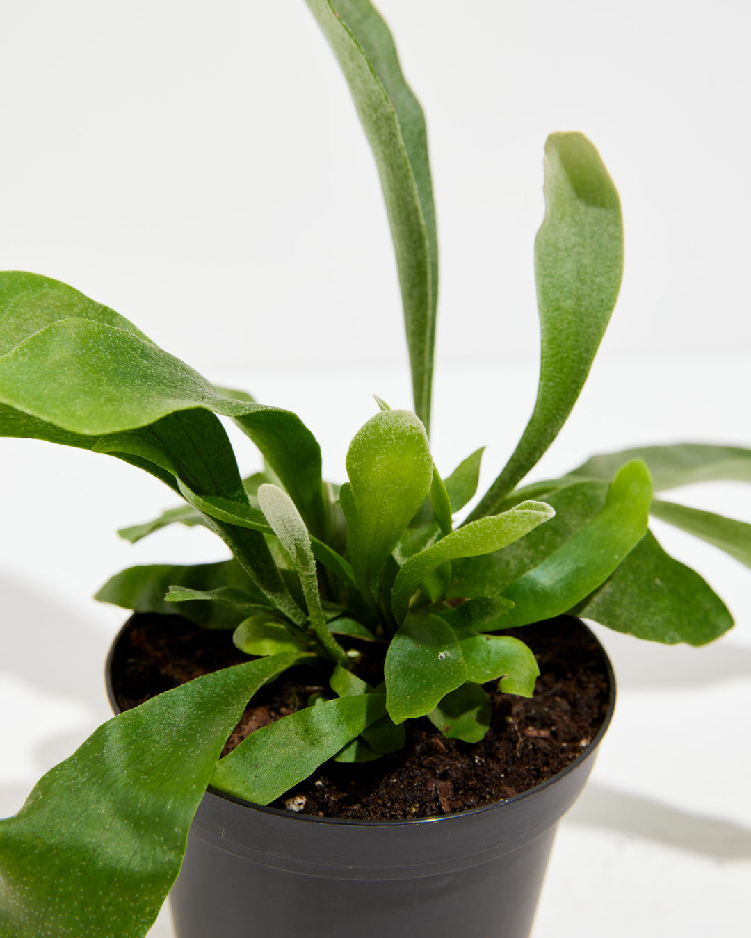 Close-up of Staghorn Fern in a black grower pot showing new growth and layered antler-shaped fronds from above