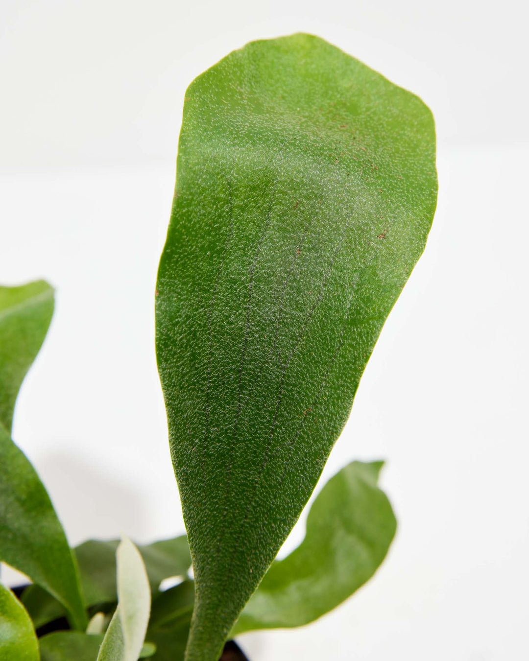 Close-up of Staghorn Fern frond showing velvety dark green texture and fuzzy surface detail against a white background
