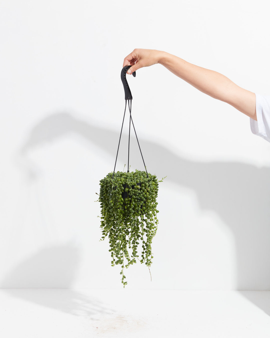 String of Tears, Lively Root, Plant, Size, Medium, , 