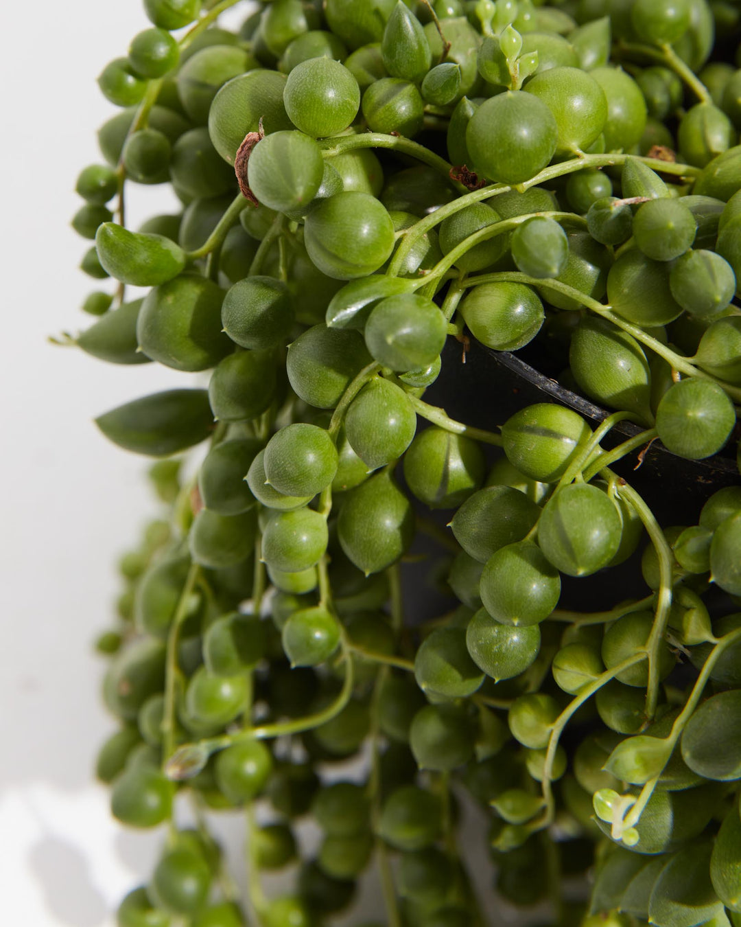 String of Tears, Lively Root, Plant, , , , 