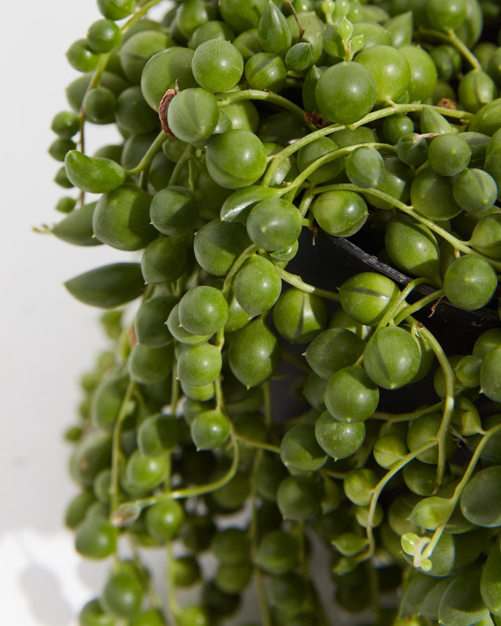 String of Tears, Lively Root, Plant, , , , 