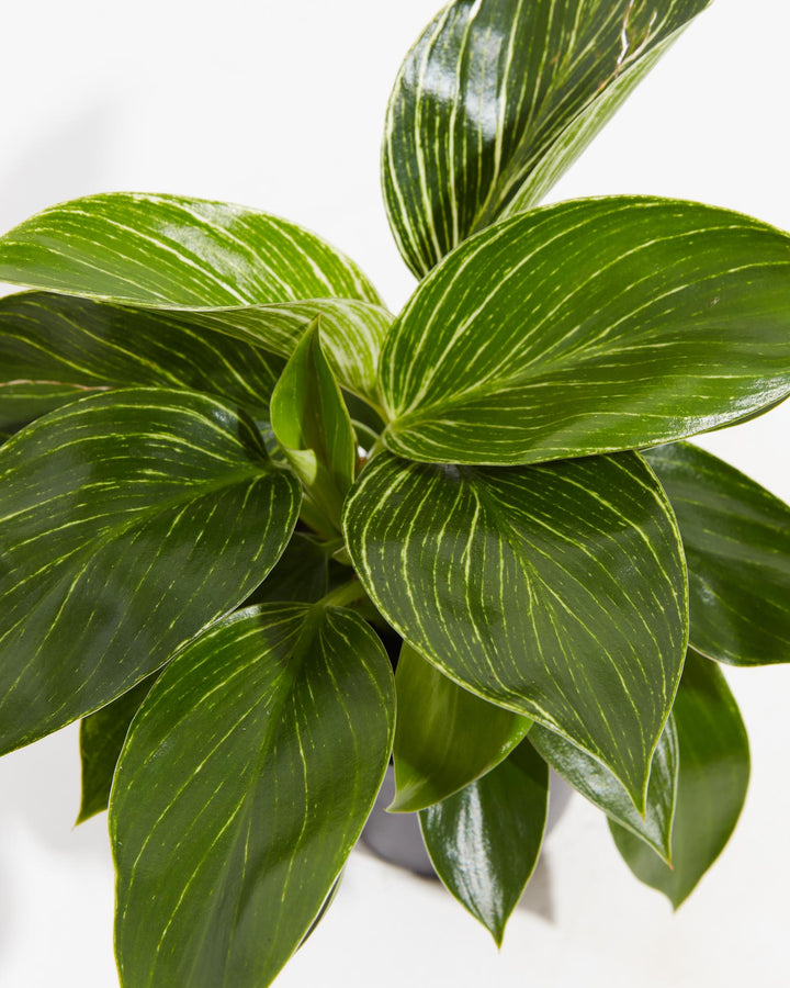 4 inch Philodendron Birkin (Philodendron 'Birkin') in a gray grower pot with glossy dark green leaves featuring fine white pinstripe variegation against a clean white background.