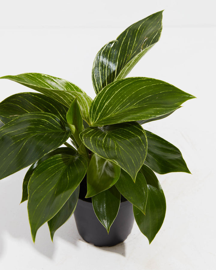 4 inch Philodendron Birkin (Philodendron 'Birkin') in a black grower pot with full bushy dark green foliage featuring cream pinstripe variegation against a white background.