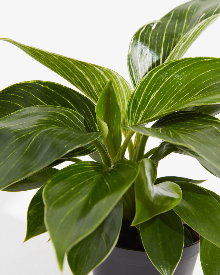 4 inch Philodendron Birkin (Philodendron 'Birkin') in a dark grower pot with close-up detail of glossy dark green leaves with cream pinstripe variegation and emerging new growth against a white background.