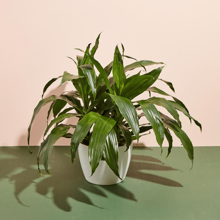 An animated unboxing sequence featuring a Dracaena Janet Craig from the Easy Care Plant Subscription, showing its dense cluster of sword-shaped, dark green leaves as it is removed from a Lively Root shipping box and displayed in a white decorative planter.