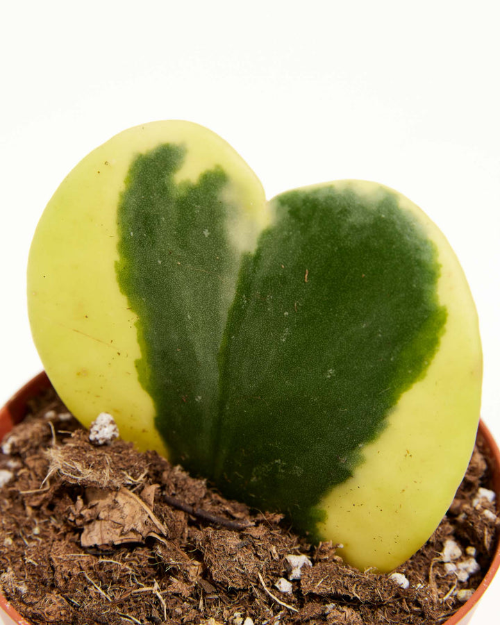 Variegated Hoya Heart, Lively Root, Plant, , , , 
