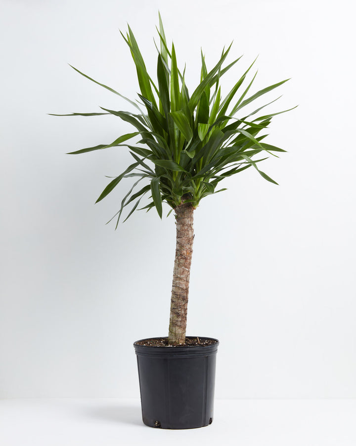 Yucca Cane plant in a 10-inch black grower pot with tall single woody cane trunk and full crown of spiky green leaves against a gray background