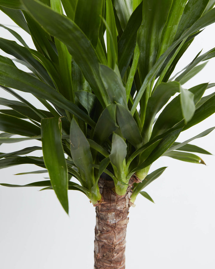 Close-up of Yucca Cane crown showing dense overlapping dark green spiky leaves emerging from a rough woody trunk against a white background