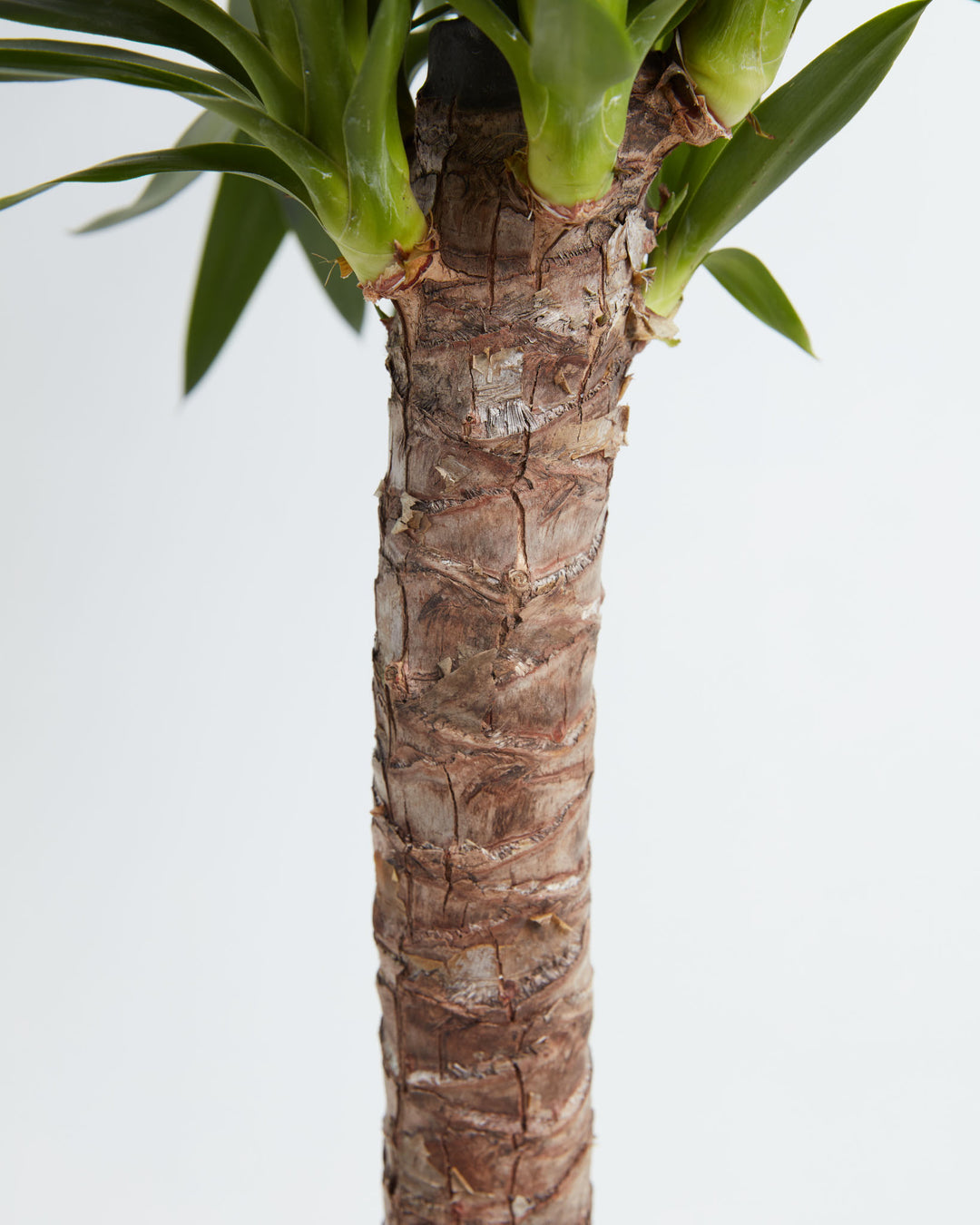 Close-up of Yucca Cane showing thick textured woody trunk with peeling bark and green leaf bases emerging at the top against a white background