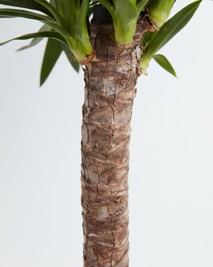 Close-up of Yucca Cane showing thick textured woody trunk with peeling bark and green leaf bases emerging at the top against a white background