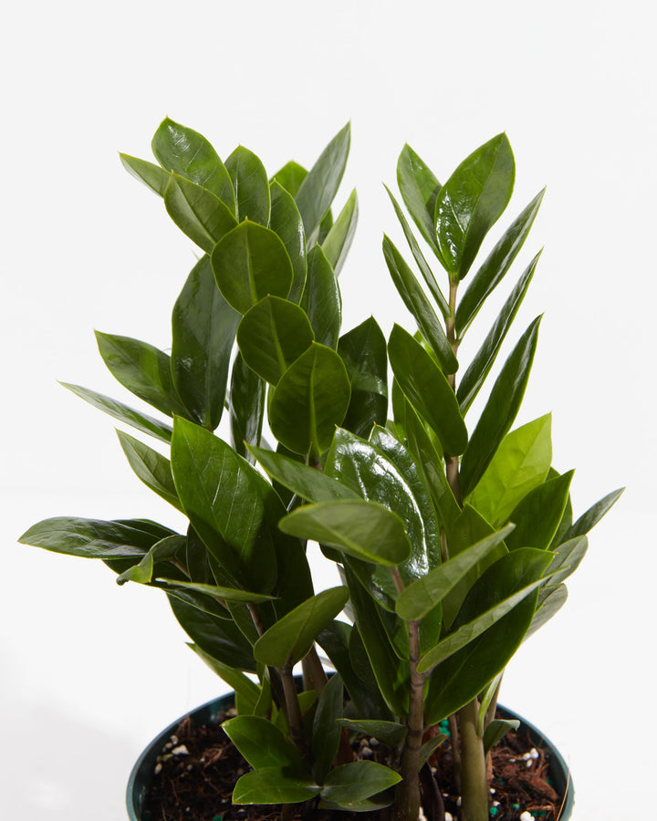 Lush green ZZ plant with shiny, waxy leaves in a nursery pot against a white background.