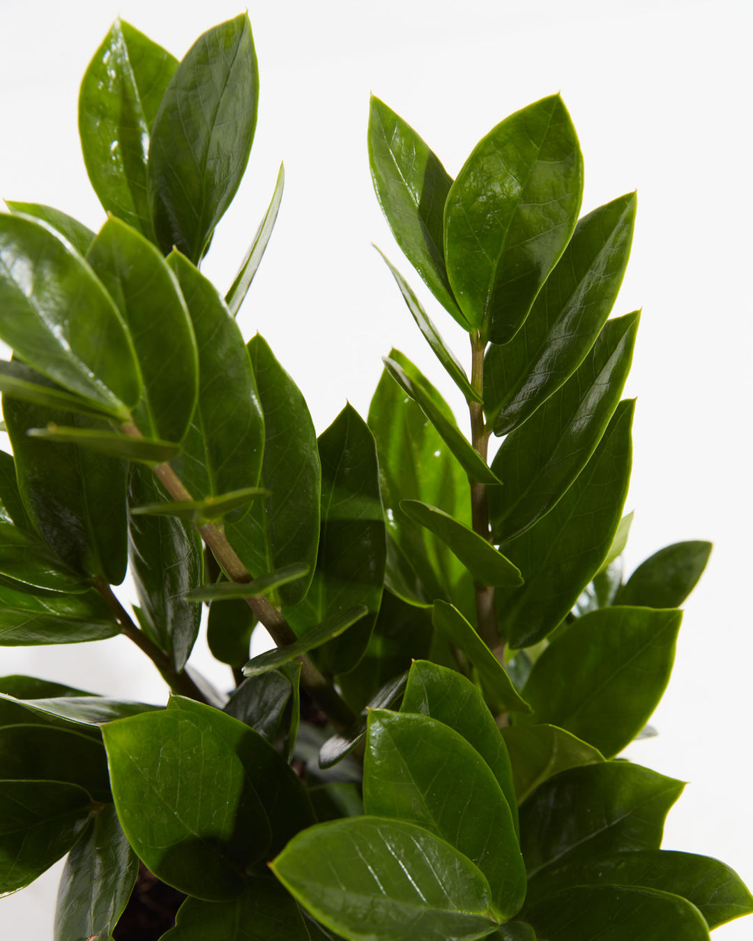 A close-up image of a potted ZZ Plant with vibrant green leaves.