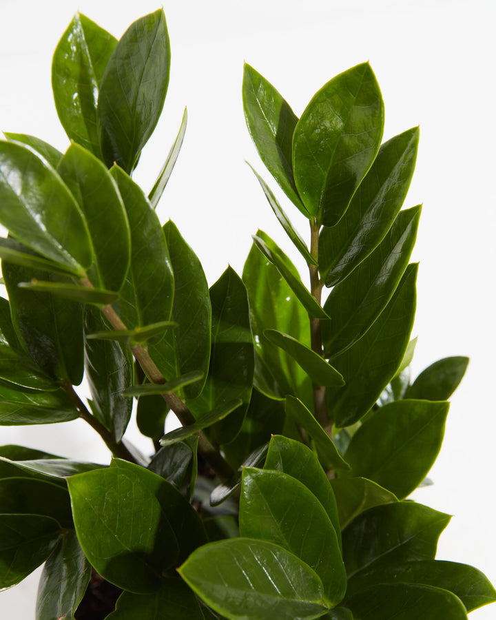 A close-up image of a potted ZZ Plant with vibrant green leaves.
