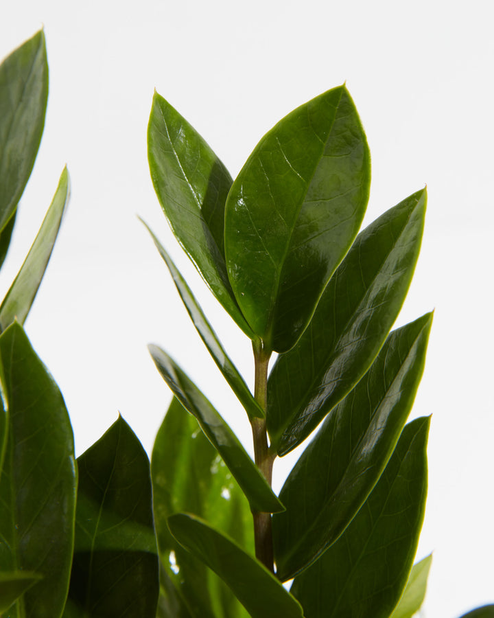 Close-up of glossy, dark green leaves on a ZZ plant stem against a white background.